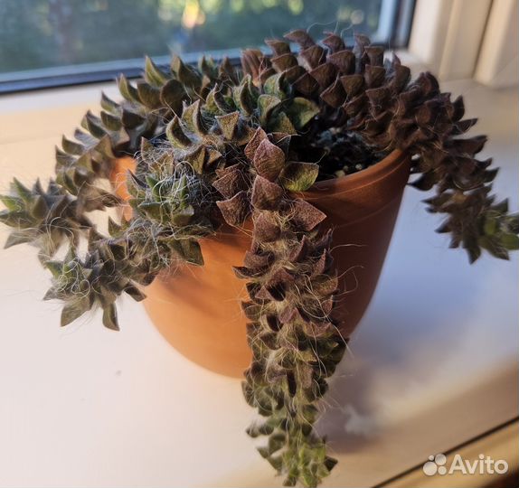 Анакампсерос