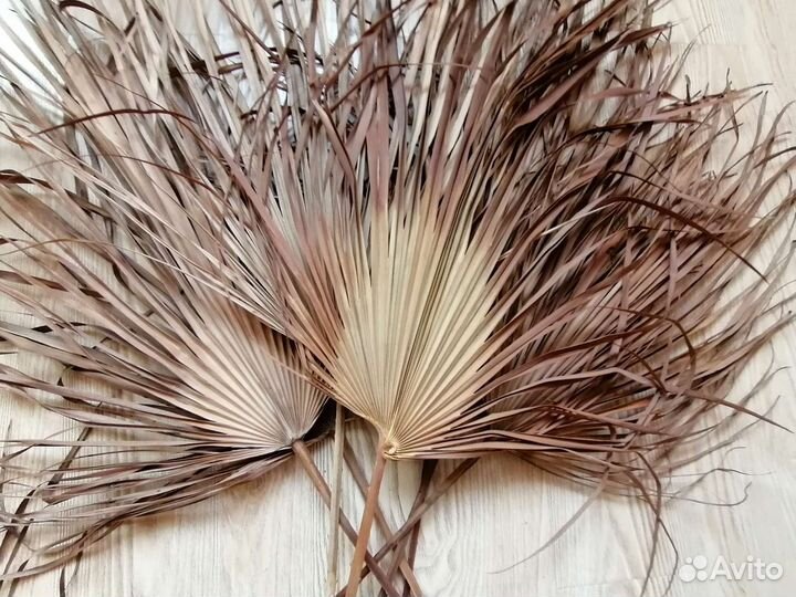 Листья пальмы