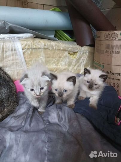 Породистые котята в добрые руки бесплатно
