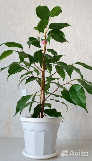 Фикус Бенджамина Экзотика