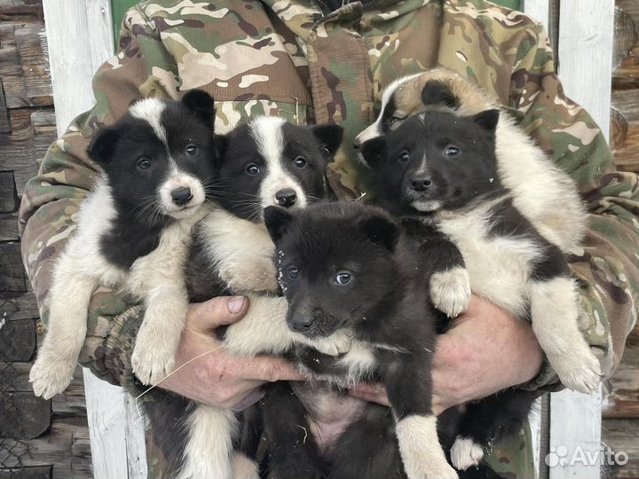 Продам щенков вел