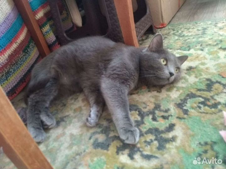 Кошка в добрые руки