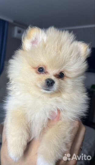 Шпиц девочка,мальчик