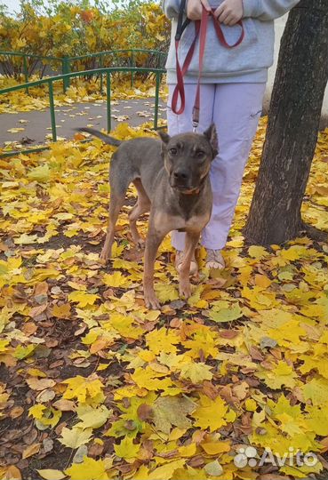 Активный пес компаньон ищет дом