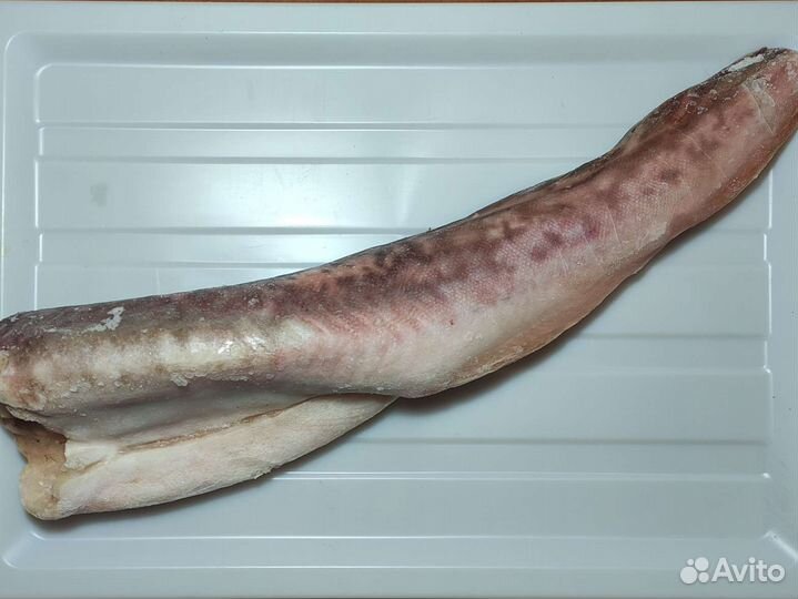 Конгрио (креветочная рыба)