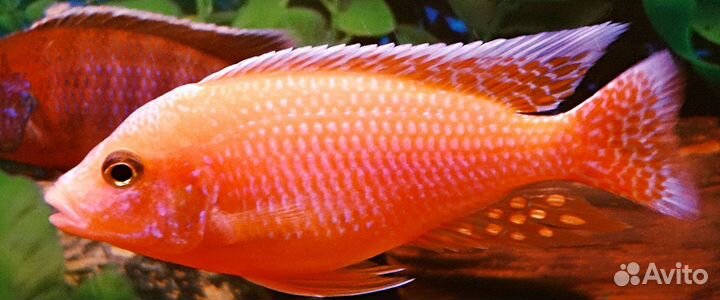 Цыхлиды Аулонокары