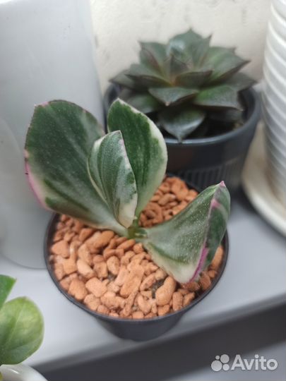 Сортовые крассулы (толстянки)