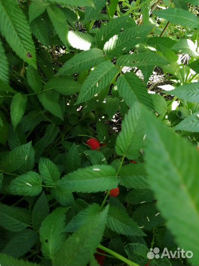 Тибетская малина саженцы