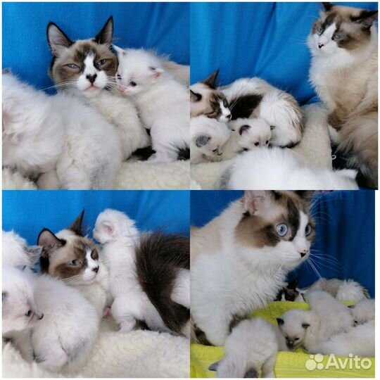 Котята рэгдолл