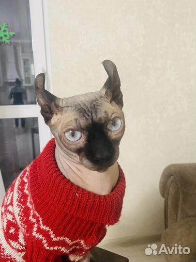 Сфинкс вязка Эльф