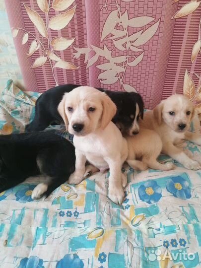 Щенки небольших пород