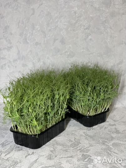 Микрозелень горох