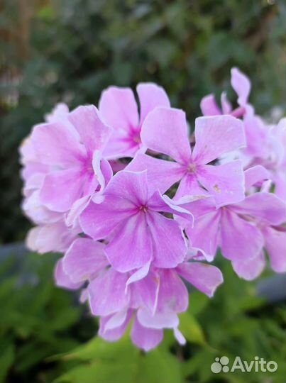 Флоксы сортовые разные