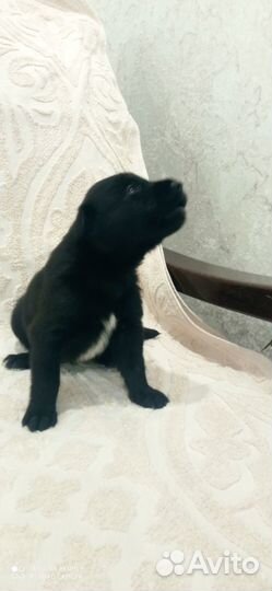 Очень красивые щенки