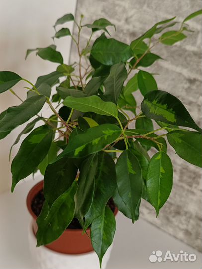 Фикусы 3