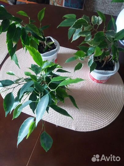 Фикус бенджамина