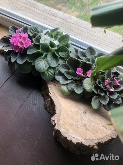 Фиалки растения цветы