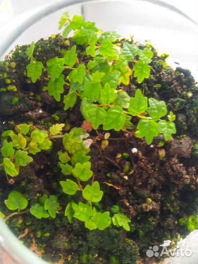 Фикус в вазе