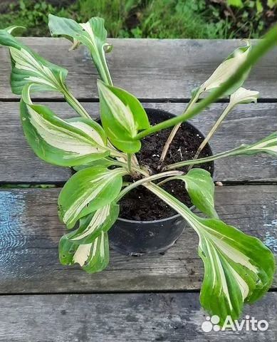 Хоста волнистая Медиовариегата