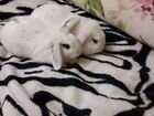 Вислоухий карликовые кролики объявление продам