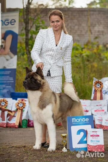 Американская акита вязка