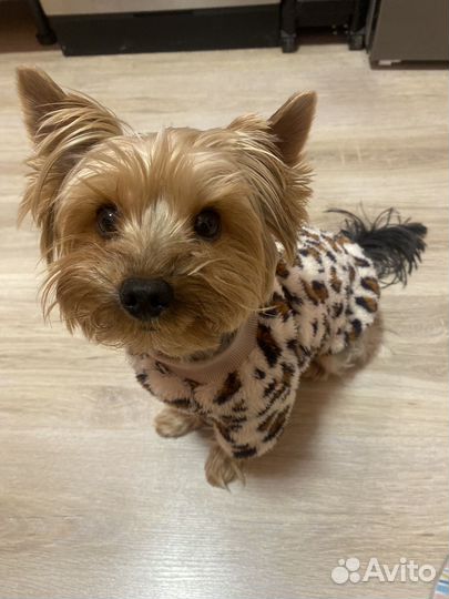 Йоркширский терьер вязка мальчик