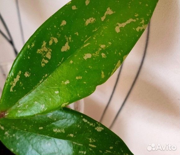 Хойя Pubicalyx Splash