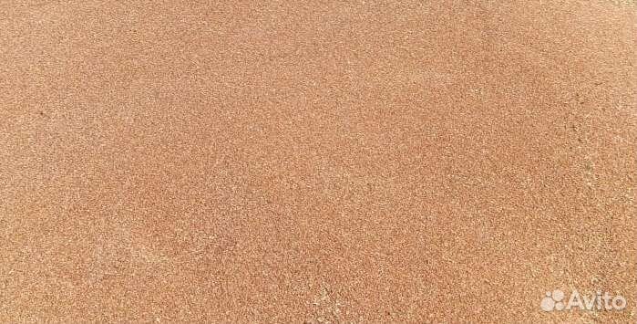 Зерно пшеница