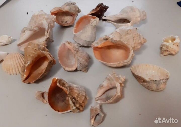 Морские раковины