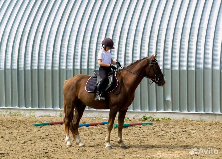 Фотосъёмка Лошадь Пони Прогулки Верховная езда