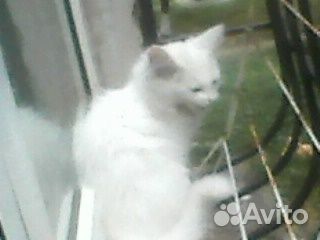 Отдам котёнка в добрые руки
