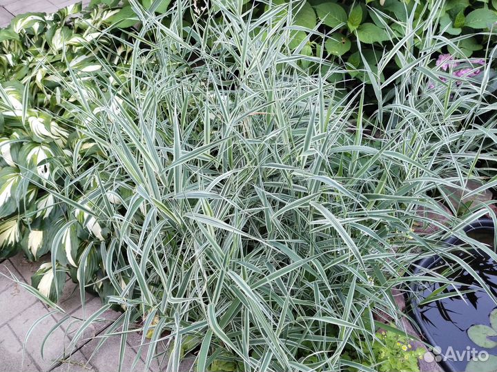 Канареечник (декоративная травка)