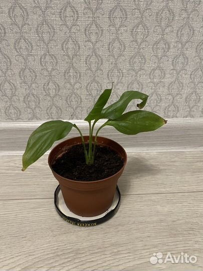 Спатифиллум