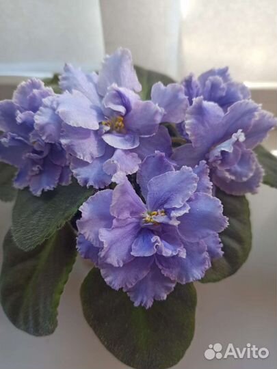 Детки сортовой фиалки