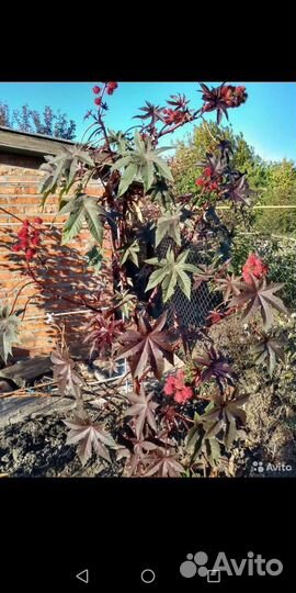 Семена клещевины