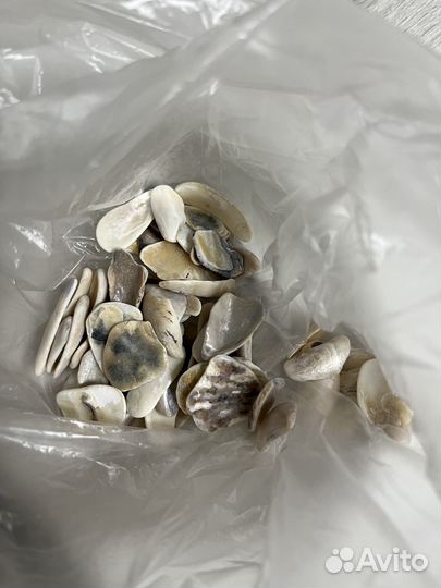 Ракушки морские мелкие