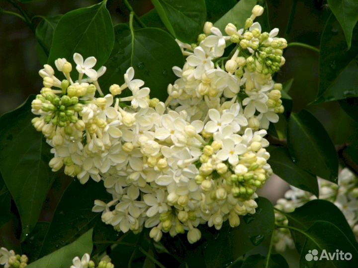 Сирень Примроуз