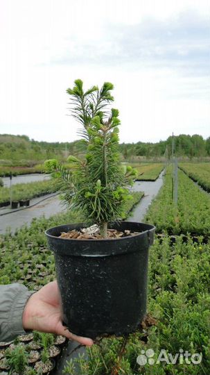 Пихта бальзамическая 20-30см