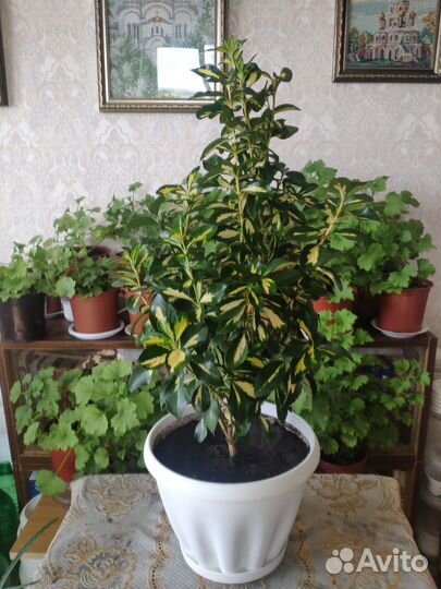 Бересклет японский