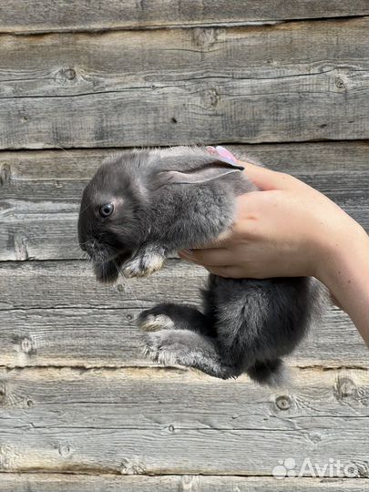 Кролики 2,5 месяца