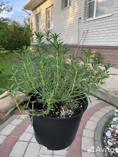 Чабер горный