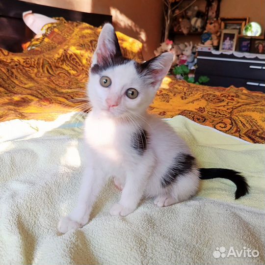 Котенок девочка возраст 2 месяца