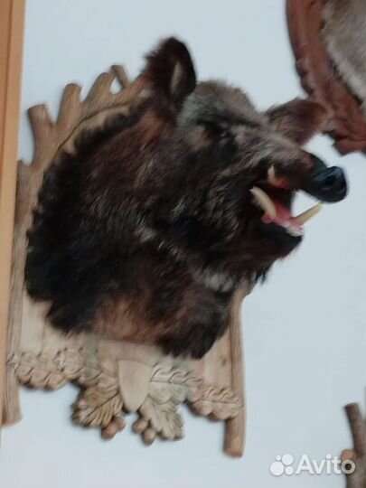 Чучело головы кабана