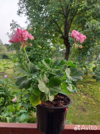 Пеларгония герань разные