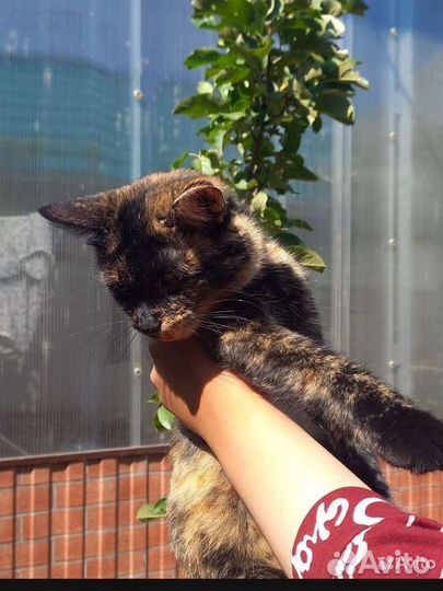 Отдам котят и кошку