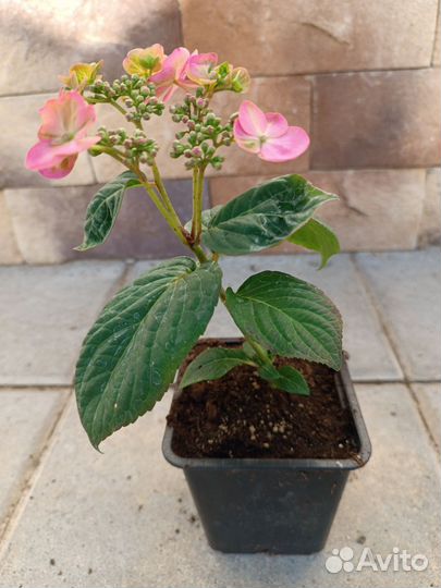 Гортензия крупнолистная мотыльковая