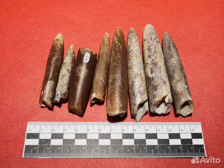 Окаменелости. Белемниты. с.Поддубное