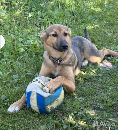 Собака в добрые руки отдам бесплатно