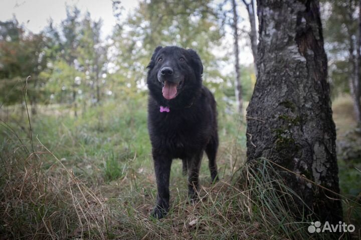 Собака Фред