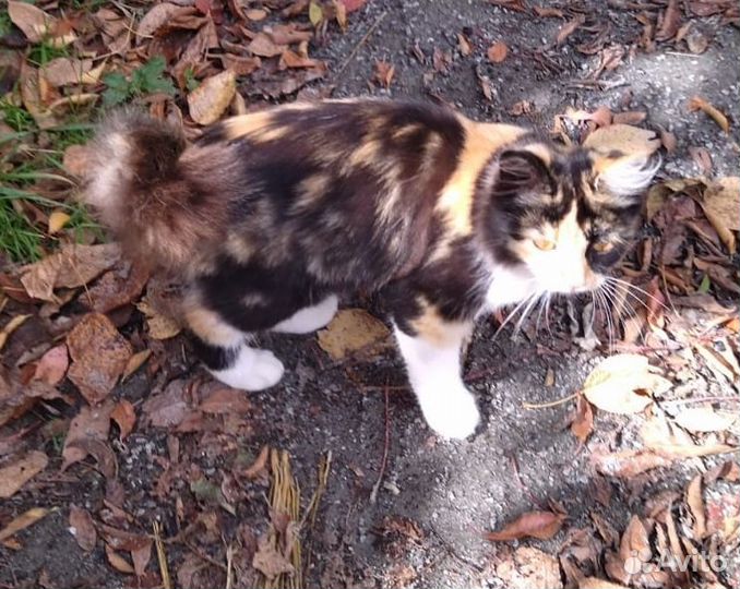 Девочка метис бобтейла